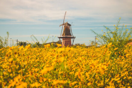 Conheça as belezas de Holambra